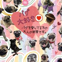 パグ大好き❤️パグを愛してる方の大人の部屋です