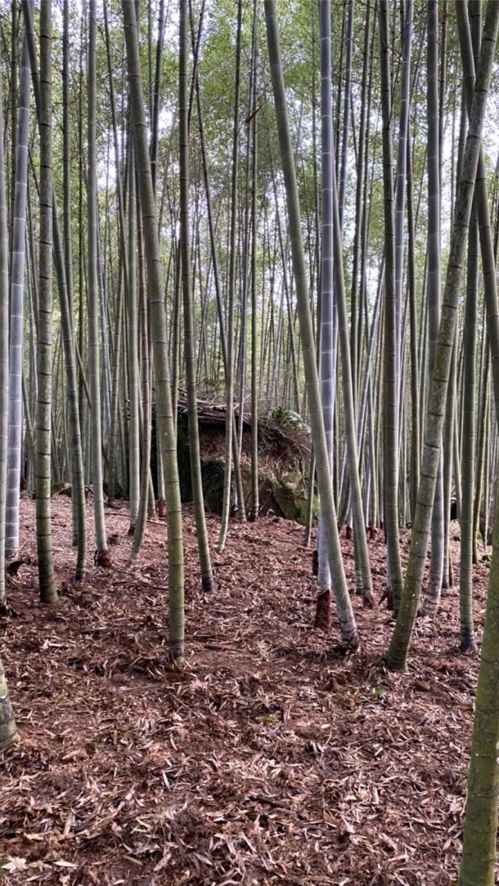 黃金冬筍生態永續農場（再生農法 循環農業發展的綠色場域）