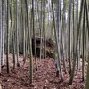 黃金冬筍生態永續農場（再生農法 循環農業發展的綠色場域）