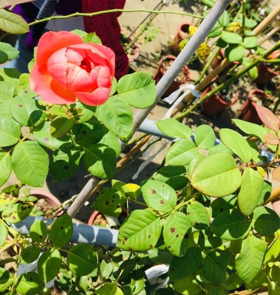 花花世界_玫瑰苗--阿曼丁，桃粉偏橘--花型優美/7吋(一人高)/高120~150公分/Tm