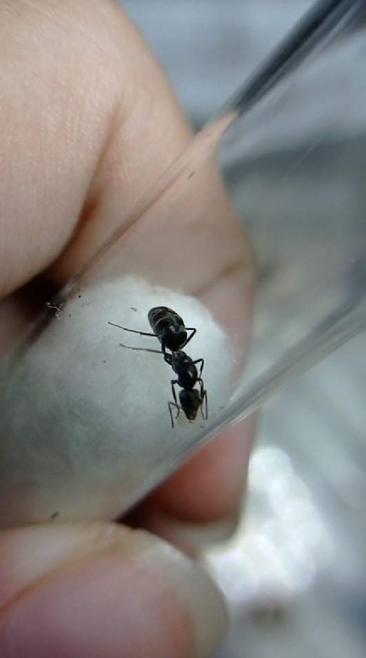 ant feeder คนเลี้ยงมด