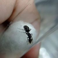 ant feeder คนเลี้ยงมด