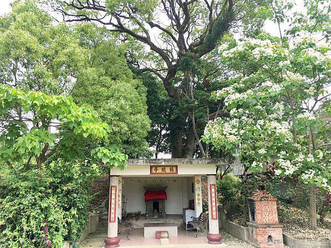 位於科學園區後山的風空客家聚落桐花盛開時的景象（圖片提供/新竹文化局）