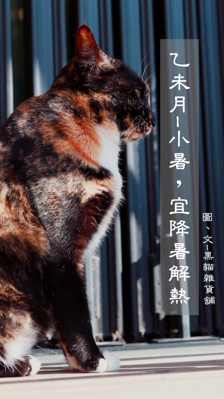 黑貓療心適