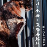 黑貓療心適