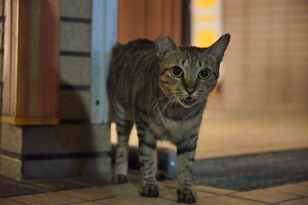 E接環首顆APS-C鏡皇終於來到，Sony 16-55mm F2.8 G 實測動手玩（NDA至9/18 10:00）