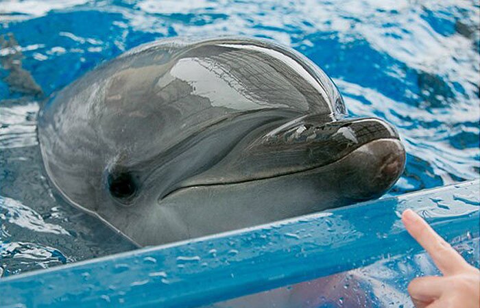 適用19~65歲之成人