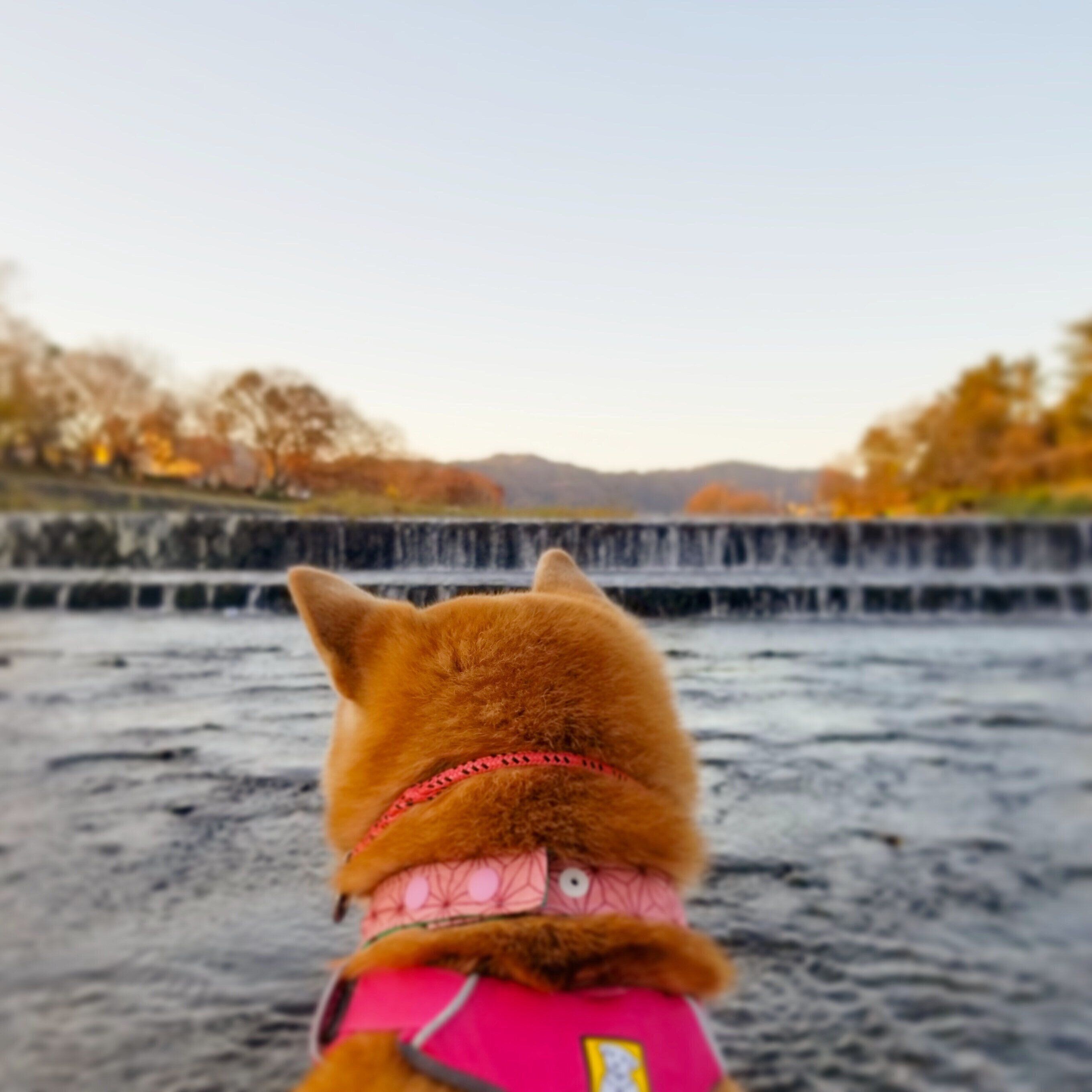愛犬の名前は入ってる 年人気名前ランキング オス犬部門