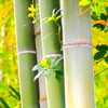 お嫁に一ついかがですです？＊表禁止全夢時制ハント！