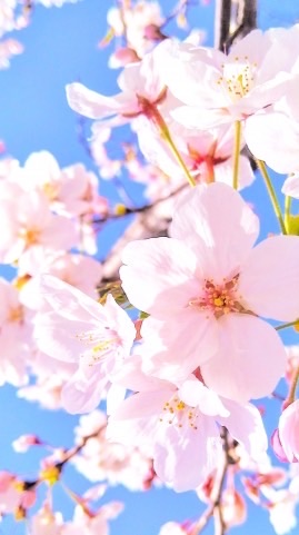 【光が丘】雑談・情報交換の部屋🌼