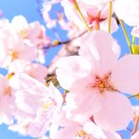 【光が丘】雑談・情報交換の部屋🌼
