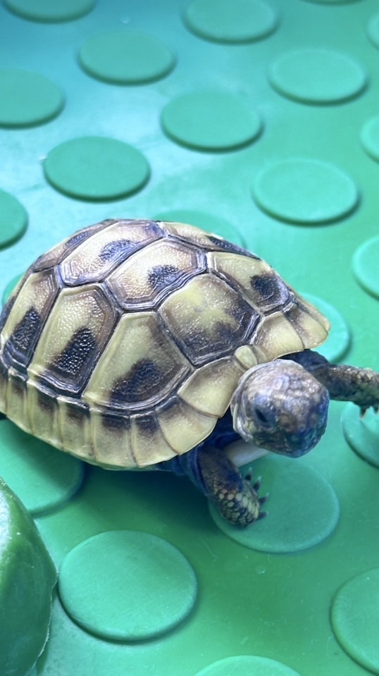 小烏龜愛買團🐢