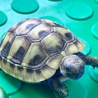小烏龜愛買團🐢