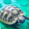 小烏龜愛買團🐢