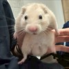 第二のラフオプ