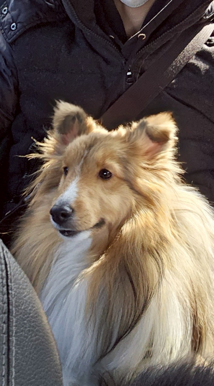 迷子犬はちくん捜索