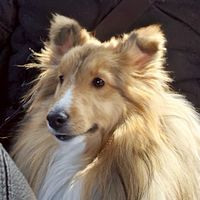 迷子犬はちくん捜索