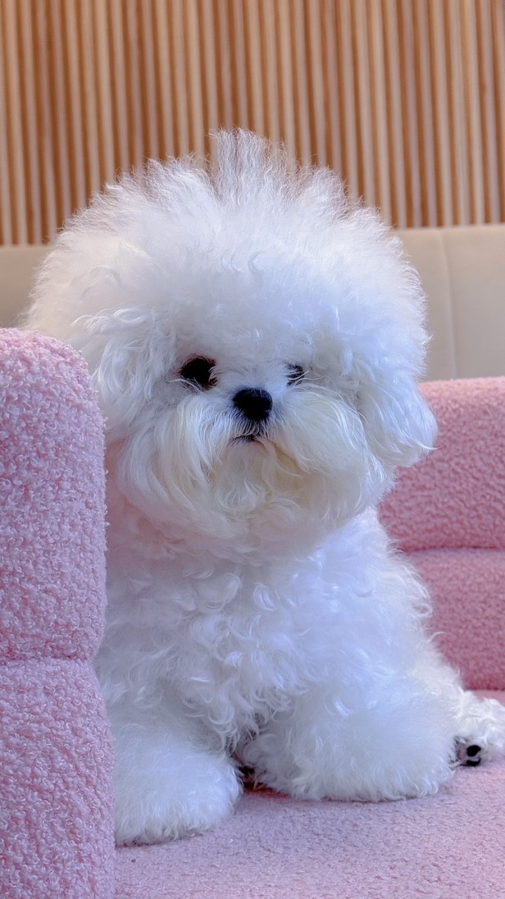 WhiteHouse Mini Bichon