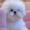 WhiteHouse Mini Bichon