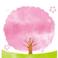 【広島】お花見＆開花情報🌸写真＆スポット/ 桜 さくら 梅 ウメ 春