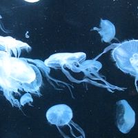 札幌で創作活動する人達