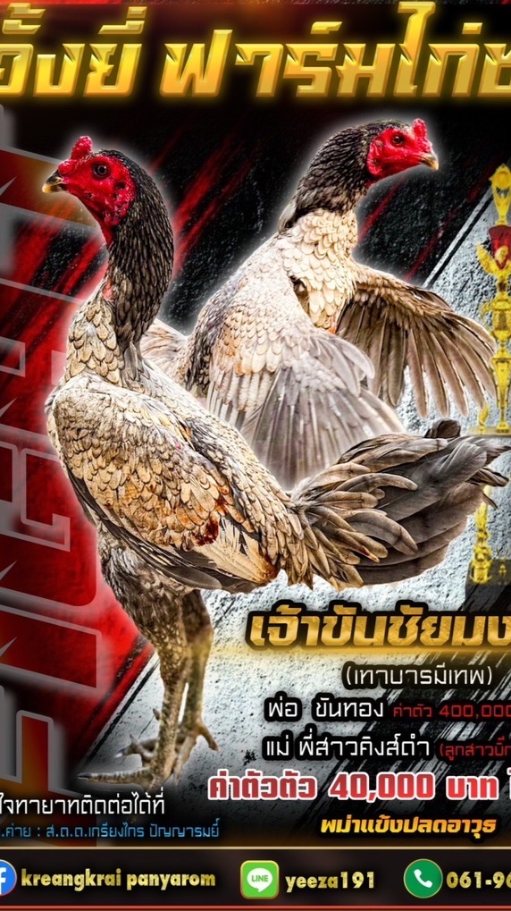 อั้งยี่ ฟาร์มไก่ชน168🐓