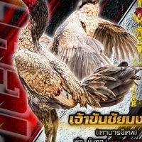 อั้งยี่ ฟาร์มไก่ชน168🐓