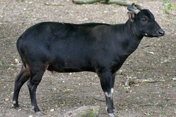 5 Fakta Anoa Hewan Asal Sulawesi Tenggara Yang Hampir Punah