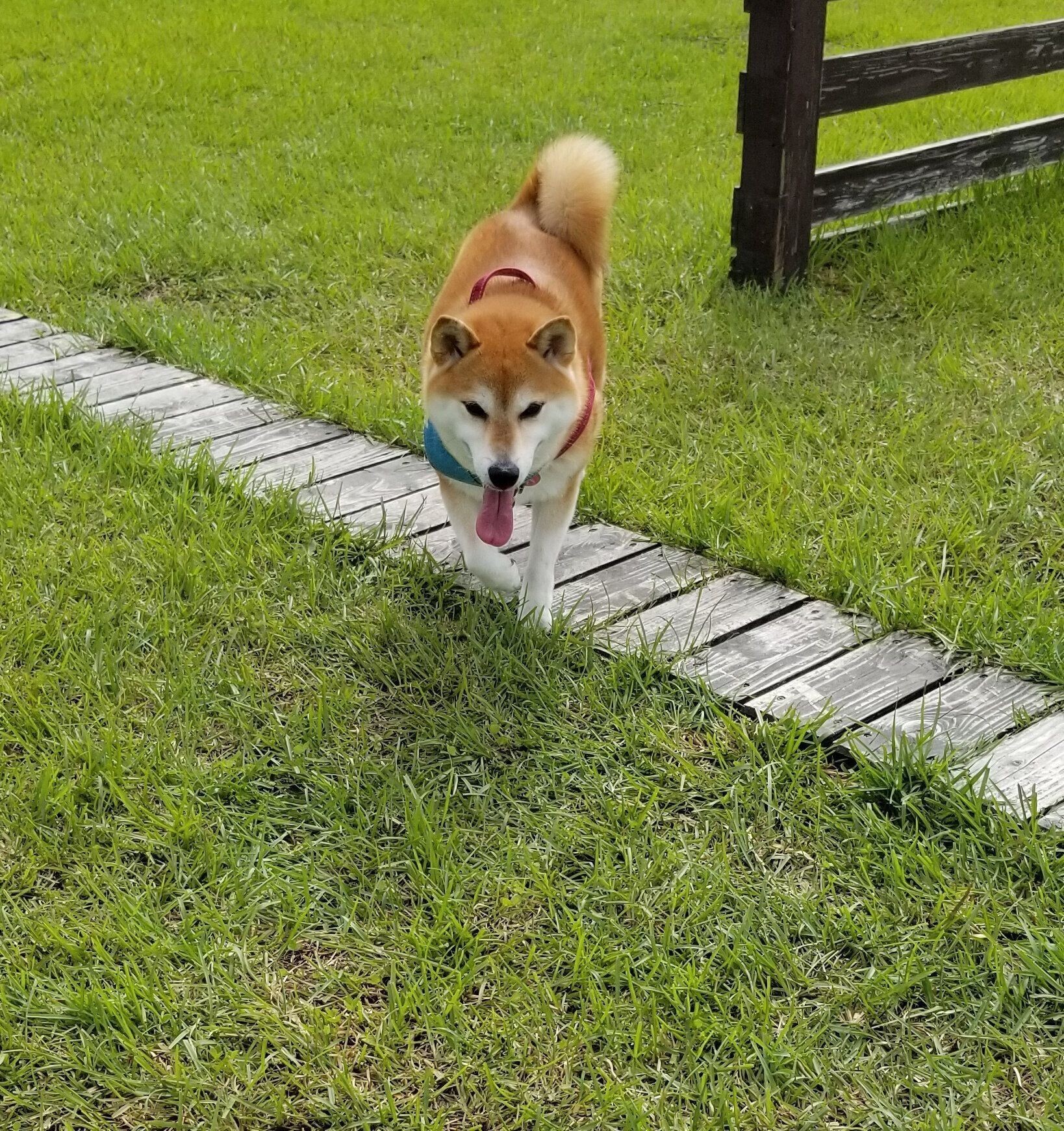 柴犬あるある 巻いたしっぽがスルリとほどける可愛さ