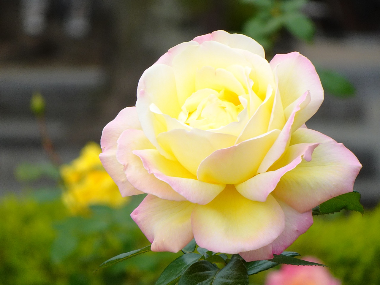 世界最輕巧，28 倍變焦的掌中長砲 Sony DSC-HX99 實拍評測