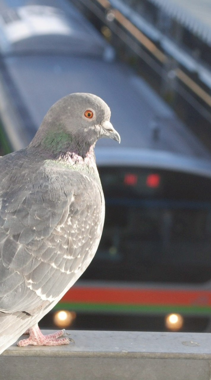 音MAD同行会（合作は出来ませんでした）