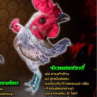 🐲ก.ทรัพย์อุบล บางป่า๒๓🐲