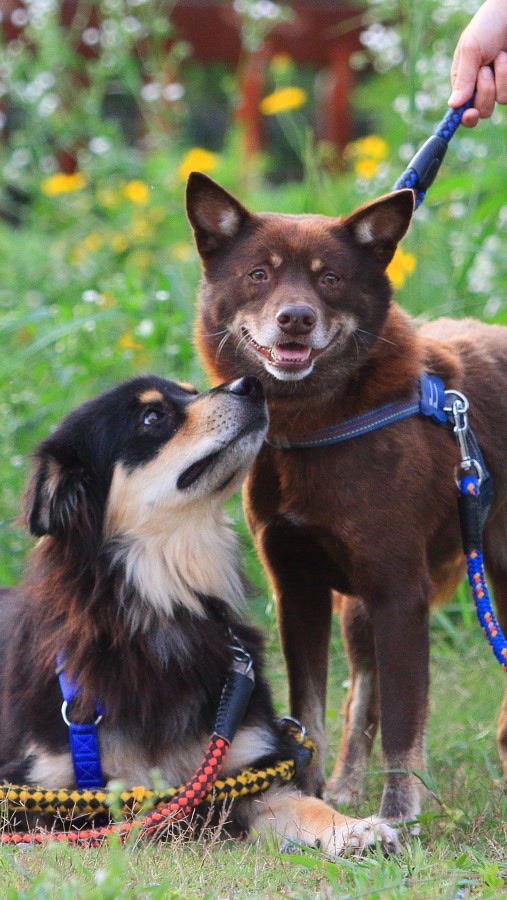 保健所の犬を救おう