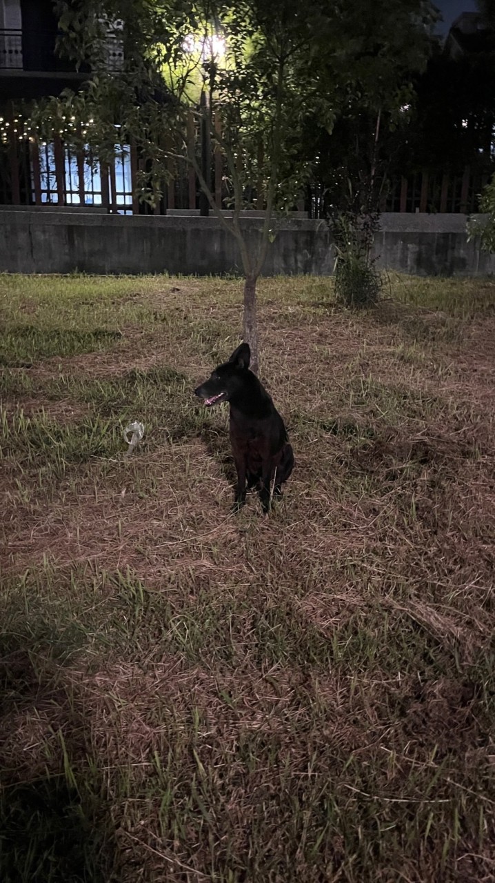 LM蓮潭公園狗狗俱樂部