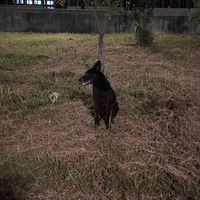 LM蓮潭公園狗狗俱樂部