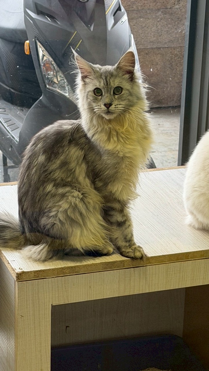 艾倫貓舍🐱🤍