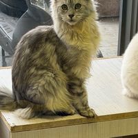 艾倫貓舍🐱🤍