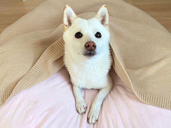 柴犬あるある 大好きな遊びのときの至福の表情 連載 ここ掘れここ柴 Vol 43 いぬのきもちnews Line News