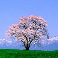 蒲公英長照課程公佈欄(歡迎張貼)