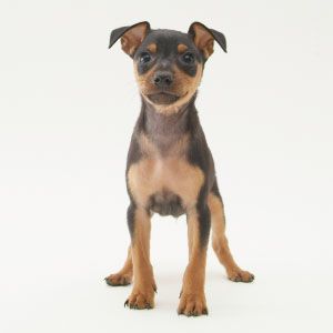 Mixed Media Feed ペットランドホーマック北見店 Line Official Account