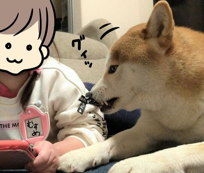 ドッグカフェデビューに緊張で兄犬に抱きつくチワワ