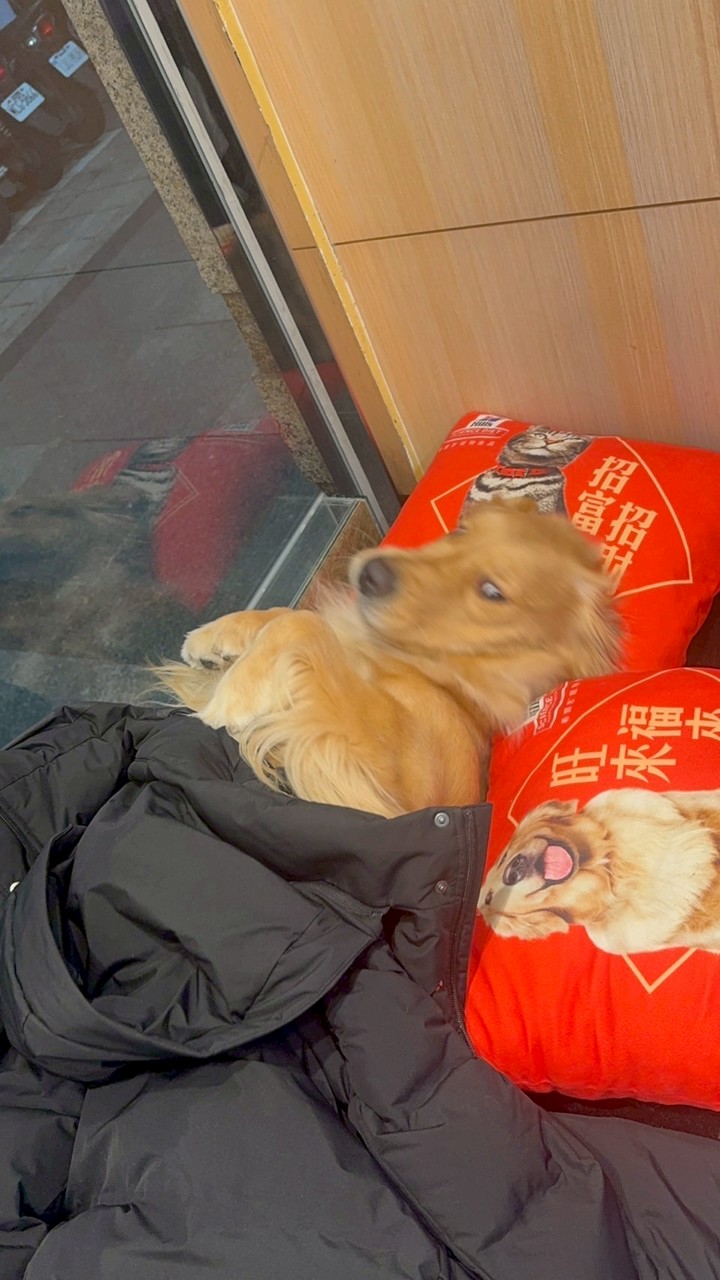 糖果泰迪的減肥日記