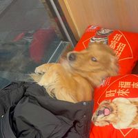 糖果泰迪的減肥日記