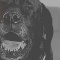 Lucky Dog