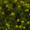 🪴植物を愛でる🪴