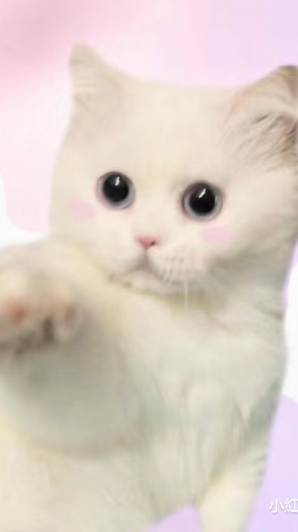 貓貓飼養討論