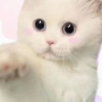 貓貓飼養討論