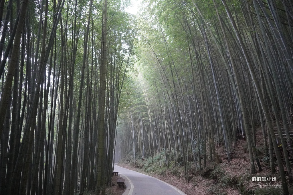 梅山瑞里竹林茶席體驗