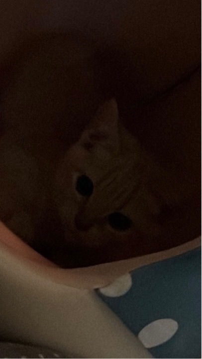 冬の窩