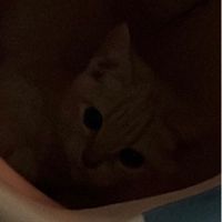 冬の窩